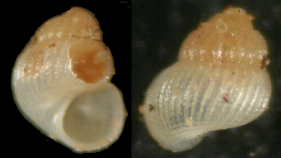 Alvania sp. X